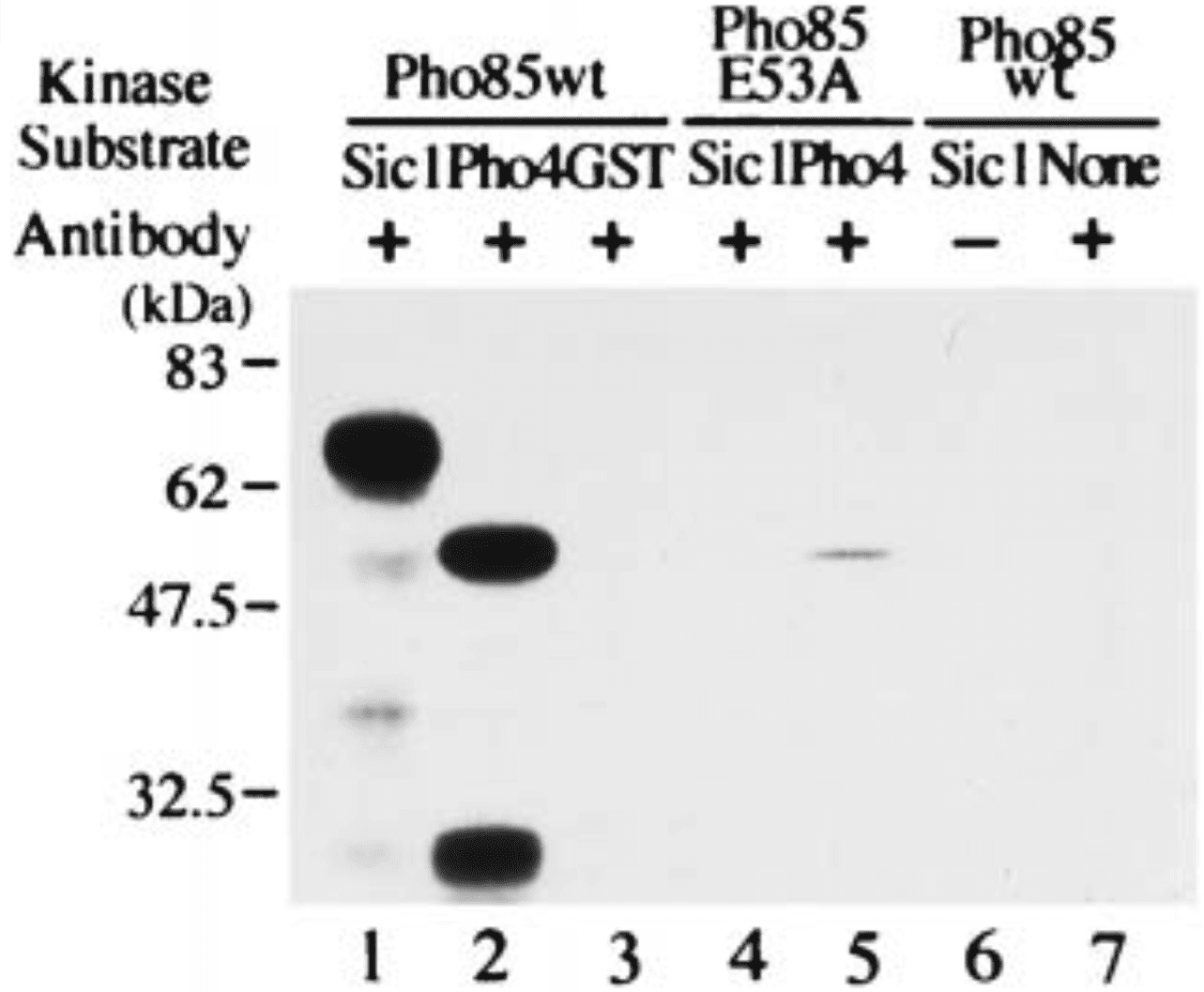 Phosphorylation Of Sic1, A Cyclin-dependent Kinase (Cdk) Inhibitor, By Cdk Including Pho85 Kinase Is Required For Its Prompt Degradation